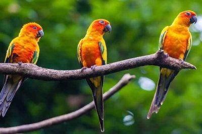 搞笑鹦鹉爆料视频下载大全,笑料百出,欢乐无限 第3张 搞笑鹦鹉爆料视频下载大全,笑料百出,欢乐无限 第3张